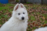 Of Daylight's Guardians - Berger Blanc Suisse - Portée née le 06/09/2015