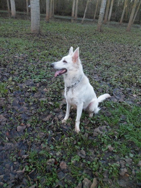 Giska dit ganesha (Sans Affixe)